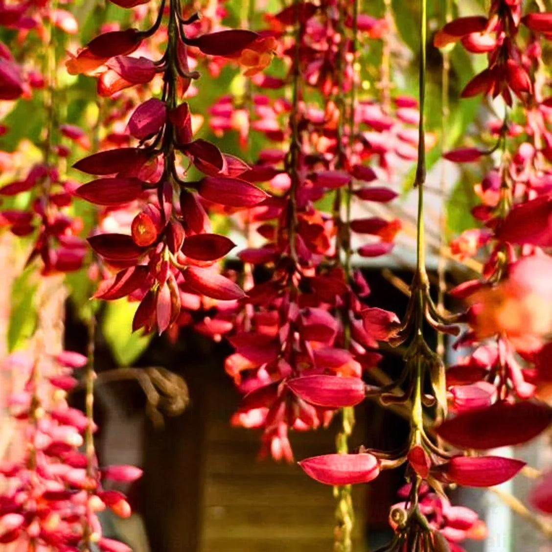 Ladies Shoe Creeper red (Thunbergia Coccinea)