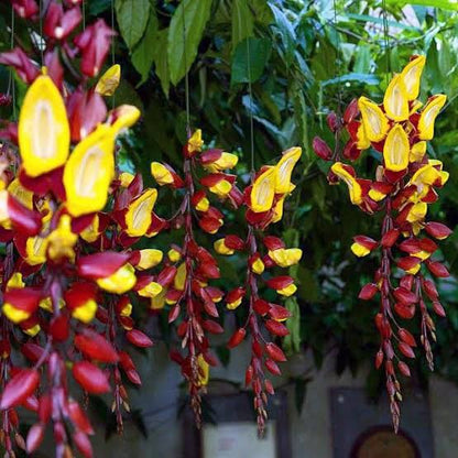 Ladies Shoe Creeper(Yellow)Thunbergia