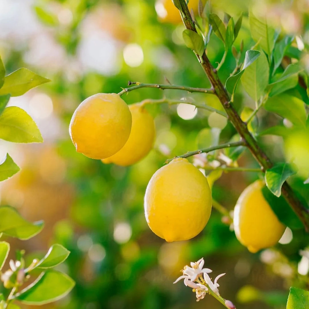 Lemon Plant(Air Layered)Fruit plant