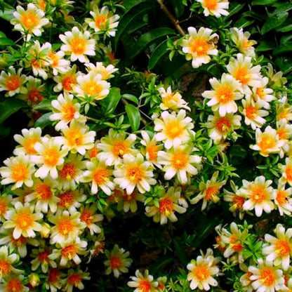 Lemon Vine creeper plant