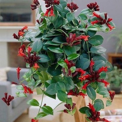 Lipstic Plant hanging plant red