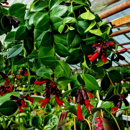 Lipstic Plant hanging plant red