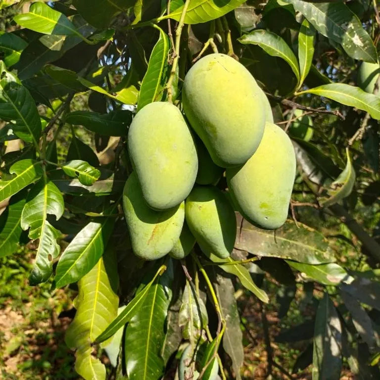 All Season Mango grafted plant