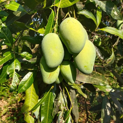 All Season Mango grafted plant