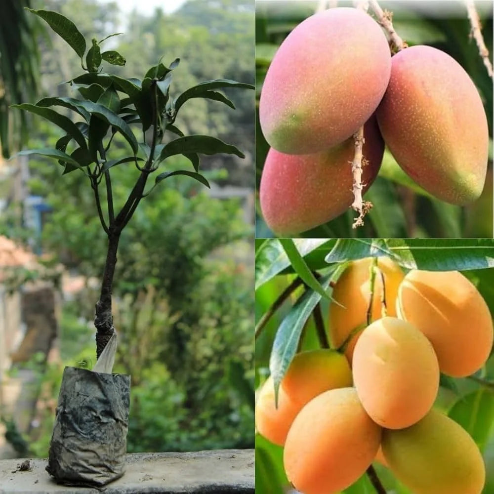 All Season Mango grafted plant