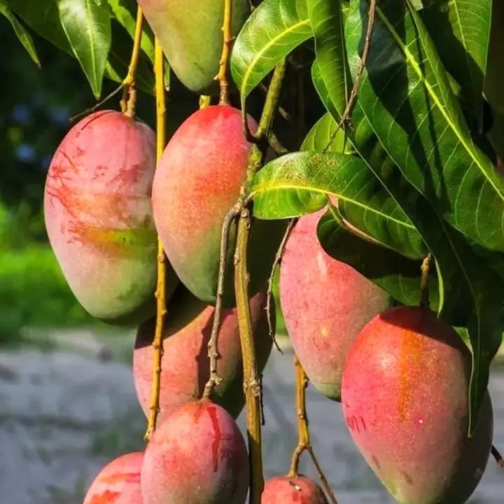 All Season Mango grafted plant