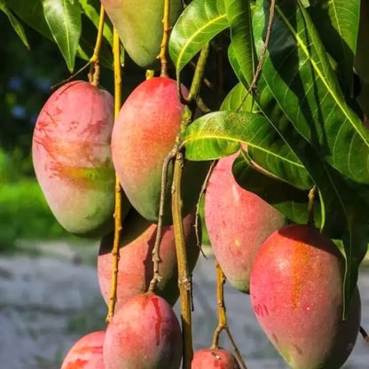 All Season Mango grafted plant