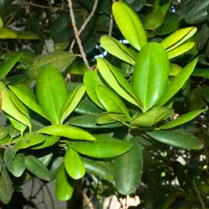 Sarva sughandhi (All spices plant)