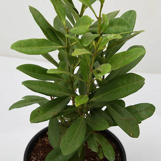 Sarva sughandhi (All spices plant)