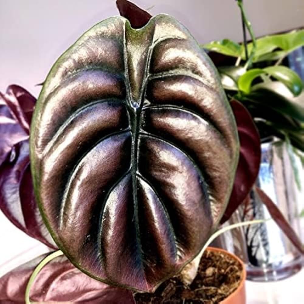 Alocasia Cuprea