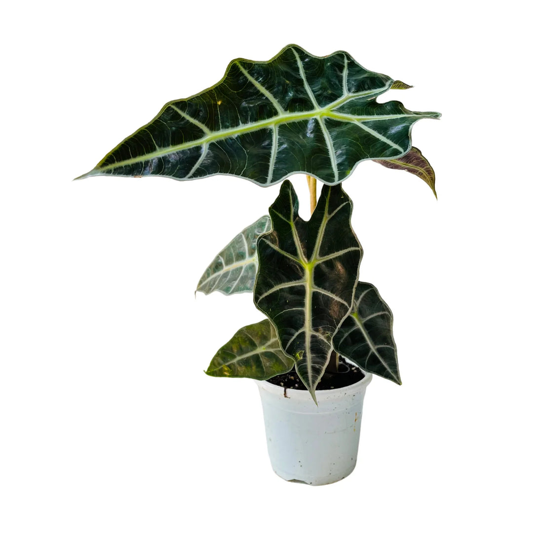 Alocasia  Elephant Ear, Alocasia Polly / African Mask