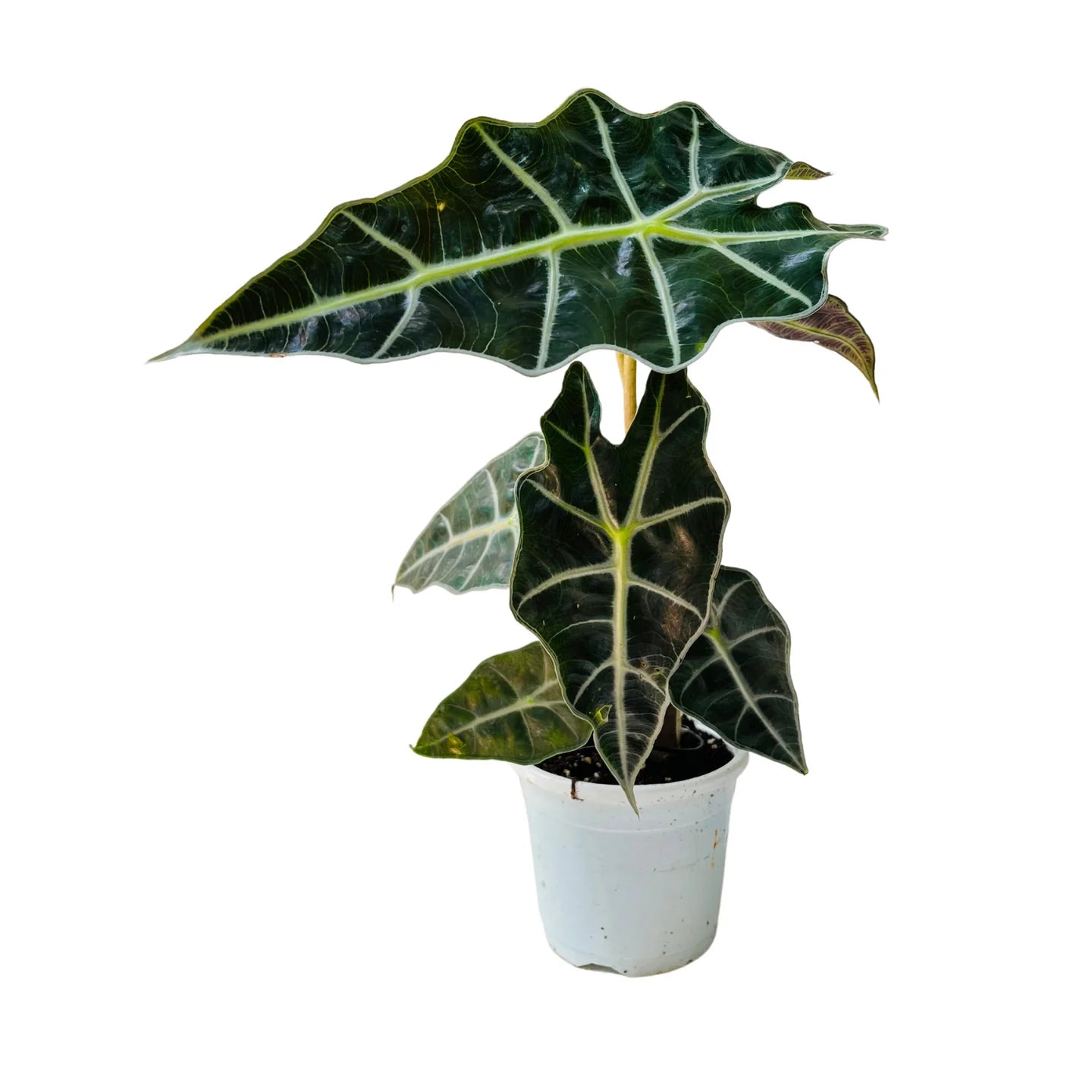 Alocasia  Elephant Ear, Alocasia Polly / African Mask