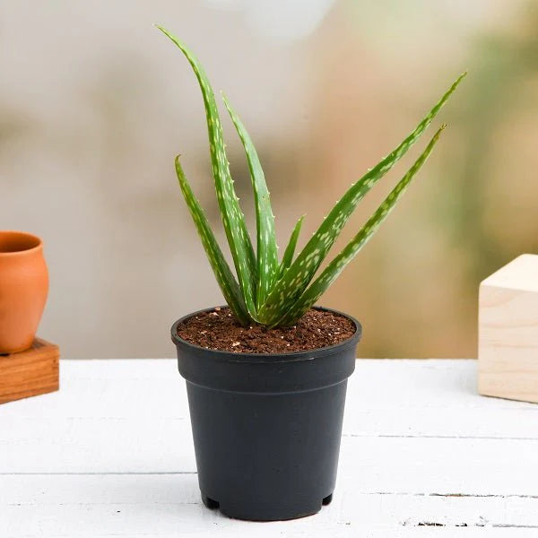 Aloe vera