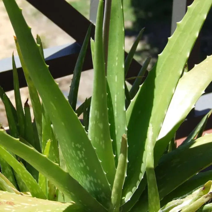 Aloe vera