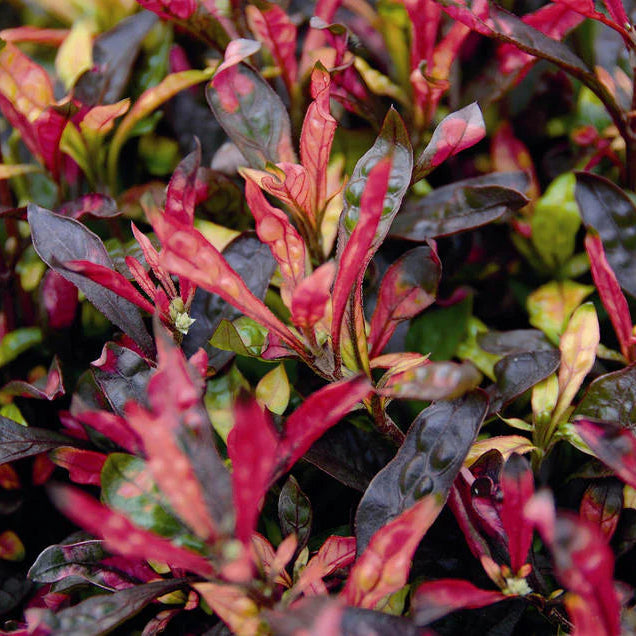 Alternanthera Red ground covering foliage plant