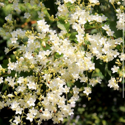 Manimulla,Christmas Jasmine, Porana paniculata,Nagamulla