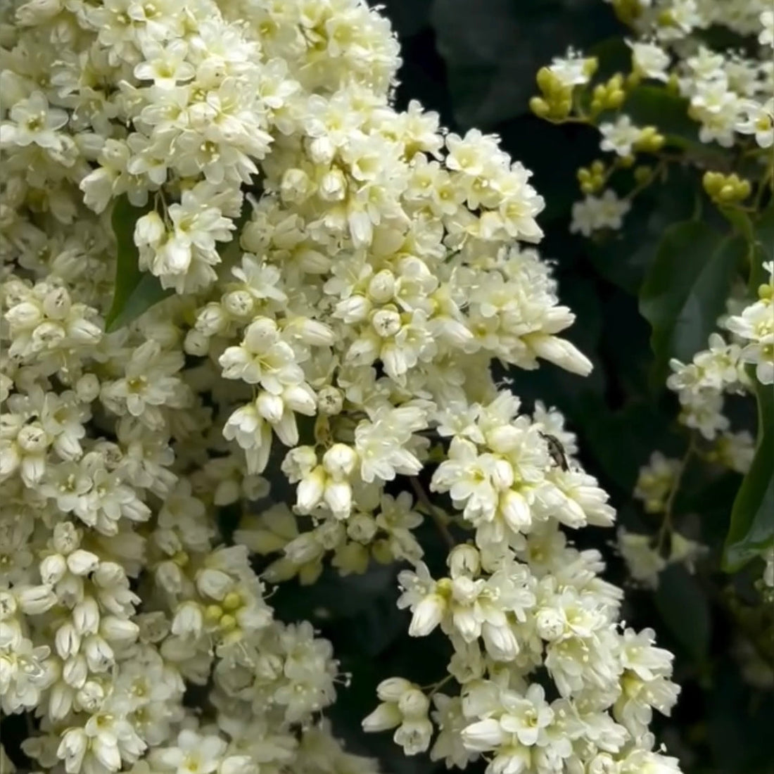 Manimulla,Christmas Jasmine, Porana paniculata,Nagamulla