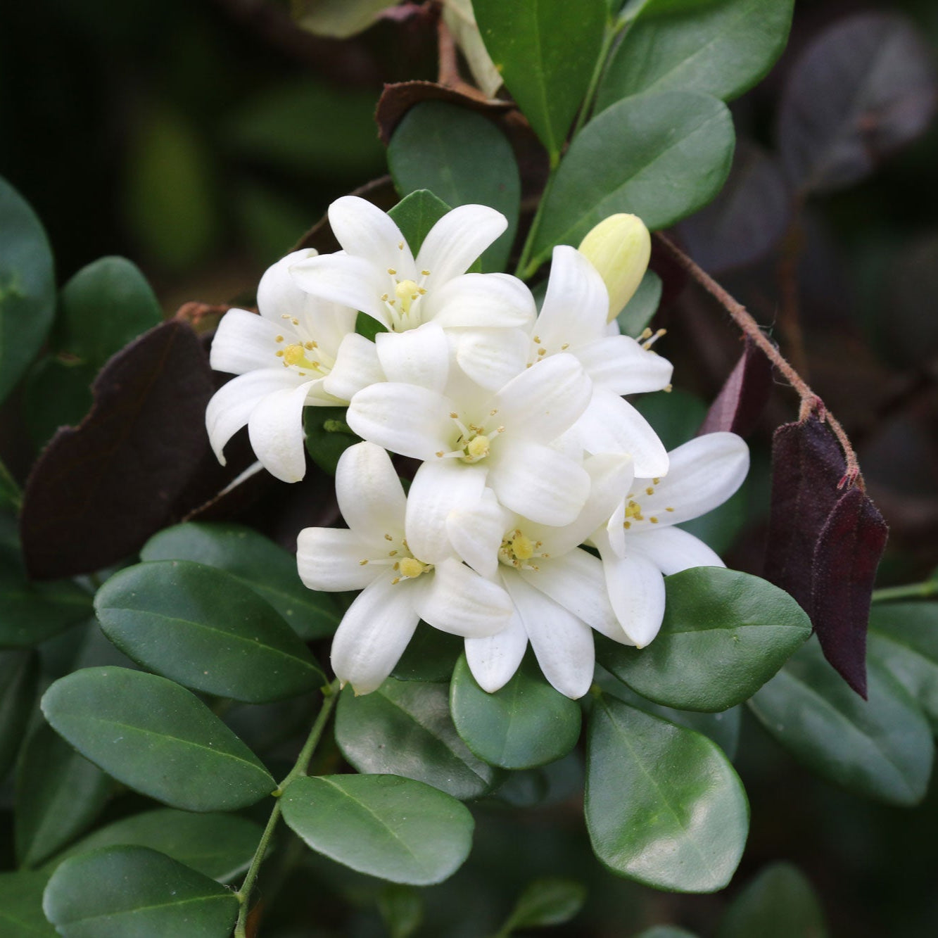 Maramulla (Murraya paniculata) Fragrant Flowering plant