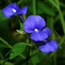 Amazon Blue / Brazilian Snapdragon Flowering plant