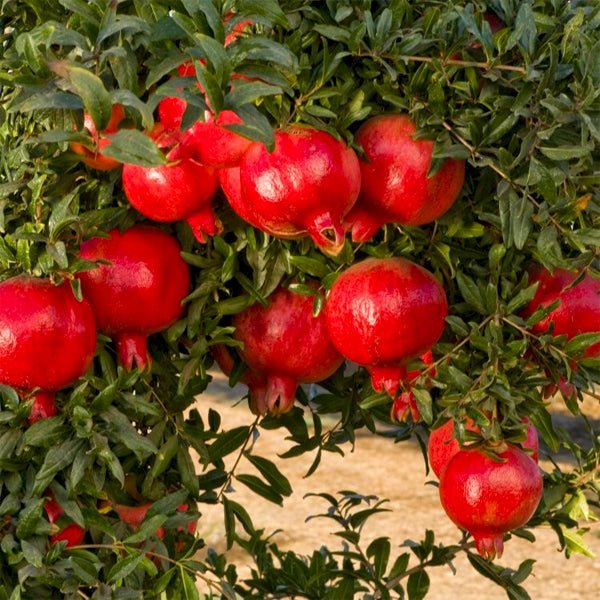 Anar(Pomegranate)/ Mathalam Air layering plant