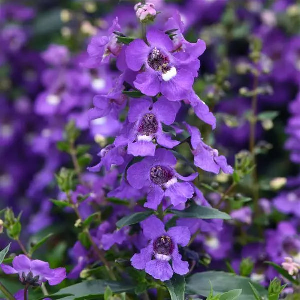 Angelonia Grandiflora Violet - all seasonal fragrant flowering plant