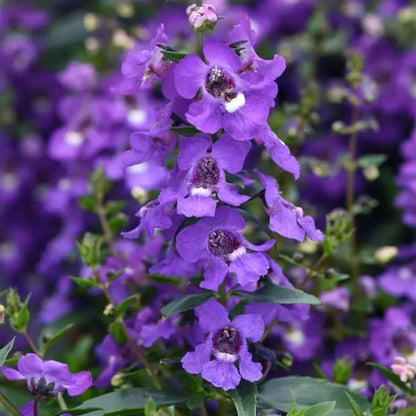 Angelonia Grandiflora Violet - all seasonal fragrant flowering plant