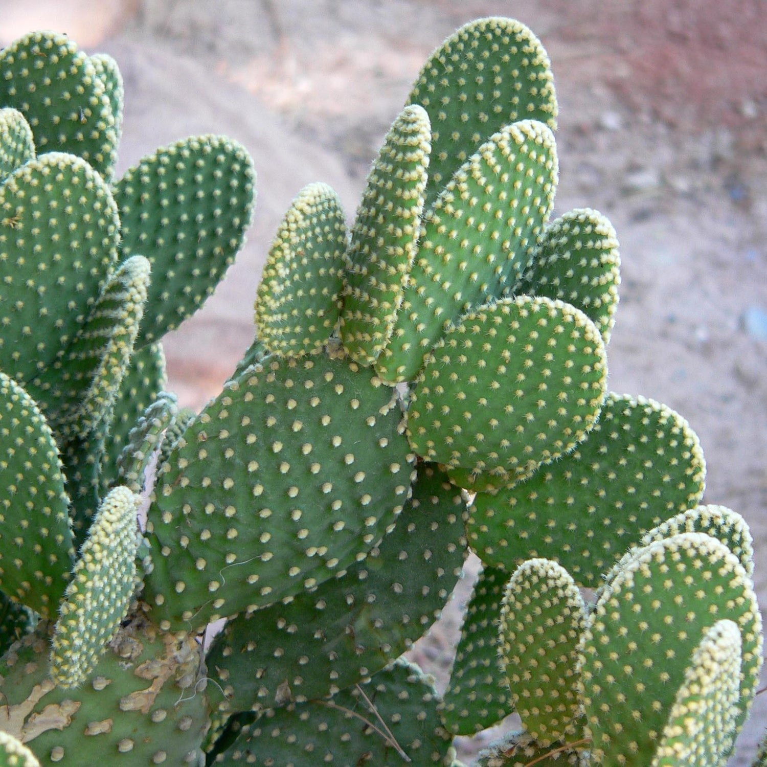 Cactus Angle Wing