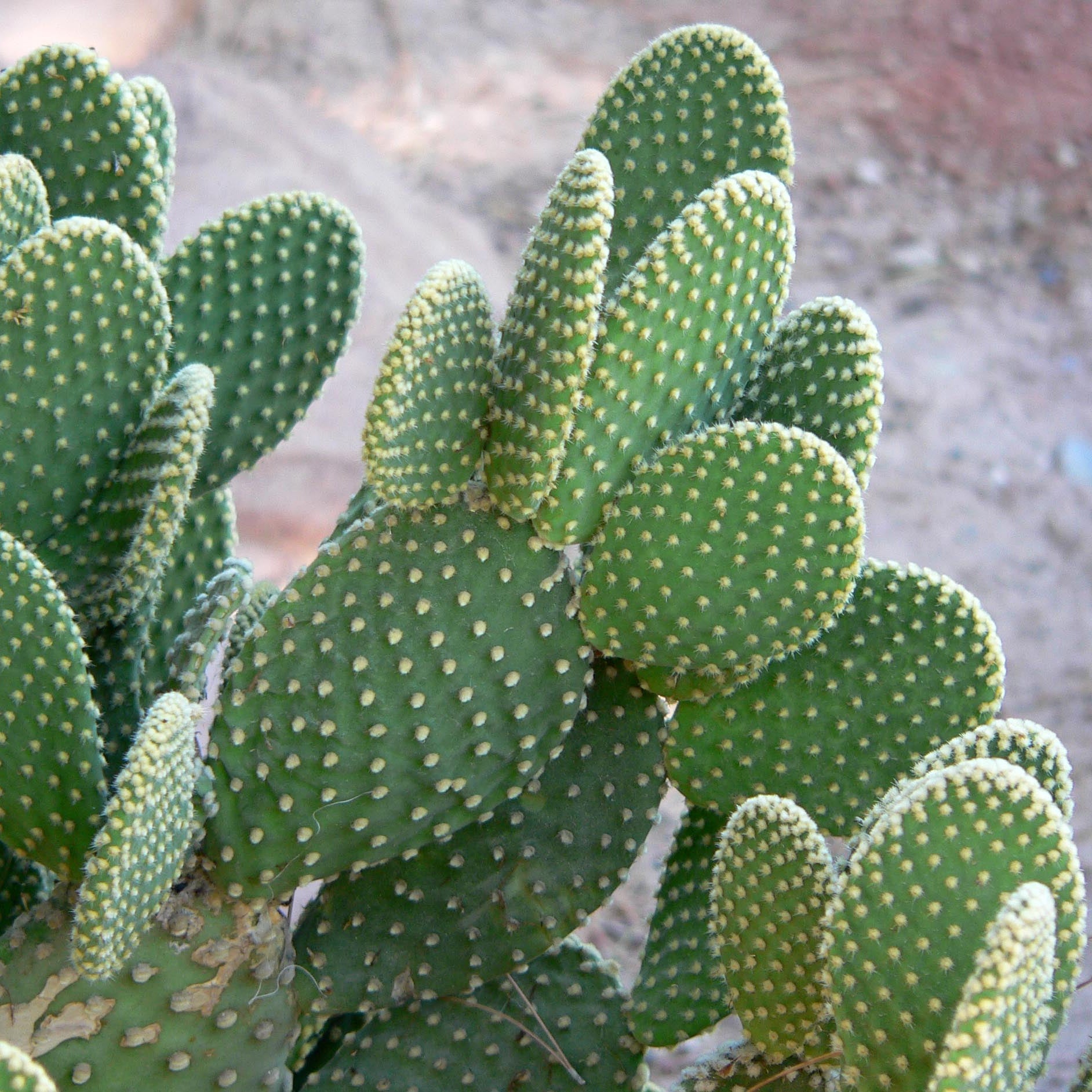 Cactus Angle Wing