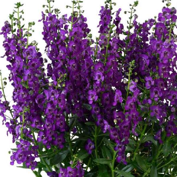 Angelonia Grandiflora Violet - all seasonal fragrant flowering plant