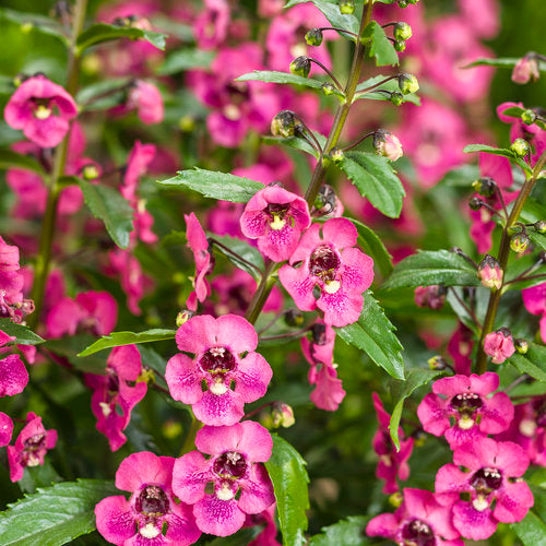 Angelonia Grandiflora Pink - all seasonal fragrant flowering plant