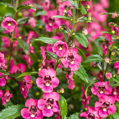 Angelonia Grandiflora Pink - all seasonal fragrant flowering plant