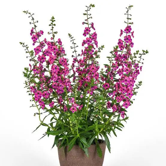 Angelonia Grandiflora Pink - all seasonal fragrant flowering plant