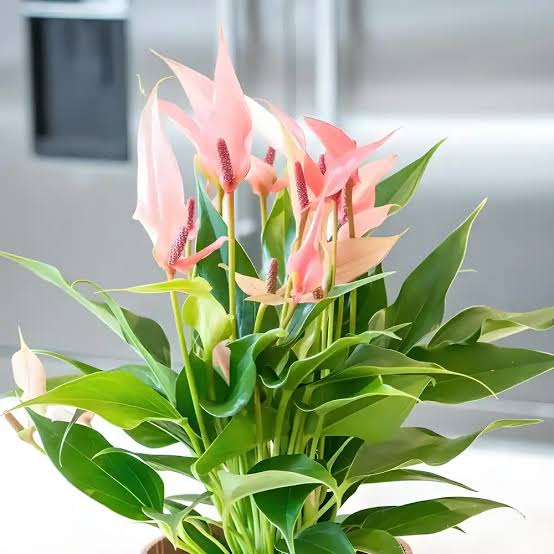 Anthurium Combo of 4- Any 4 different colors