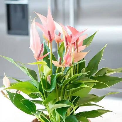 Anthurium Combo of 7- Any 7 different colors