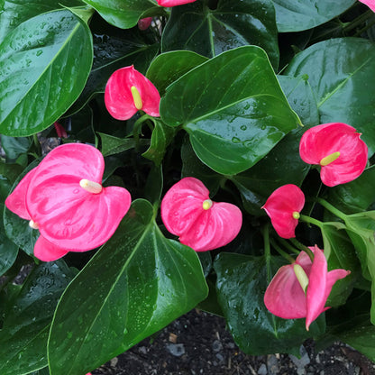 Anthurium Combo of 4- Any 4 different colors