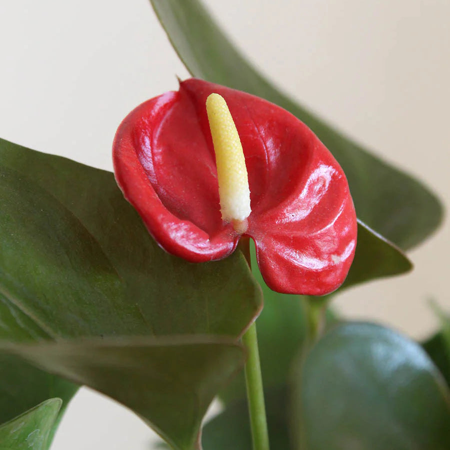 Anthurium Miniature Varieties