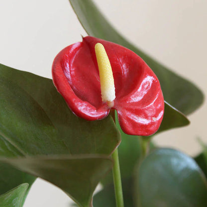 Anthurium Miniature Varieties