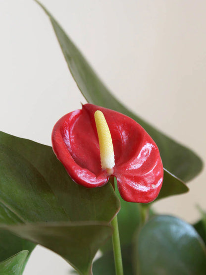 Anthurium Combo of 5- Any 5 different colors