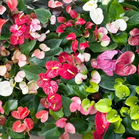 Anthurium Combo of 5- Any 5 different colors