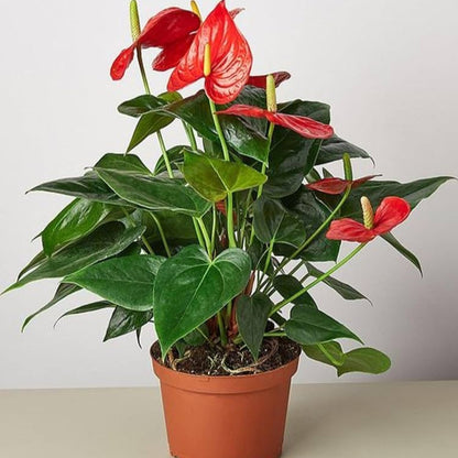 Anthurium Miniature Varieties