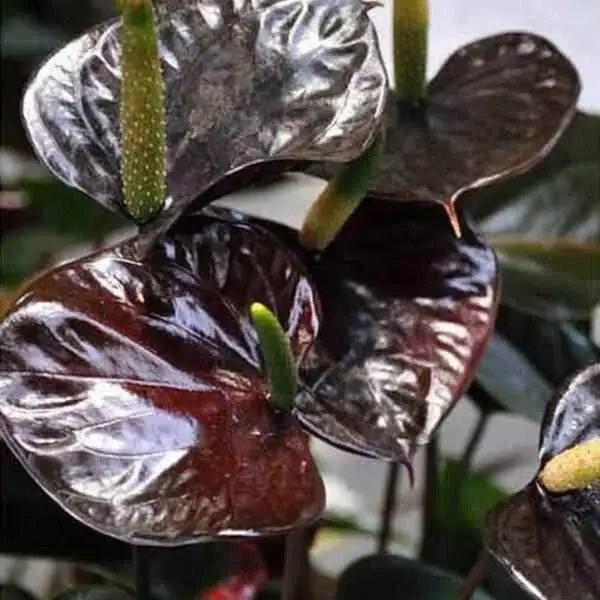 Anthurium Miniature Varieties