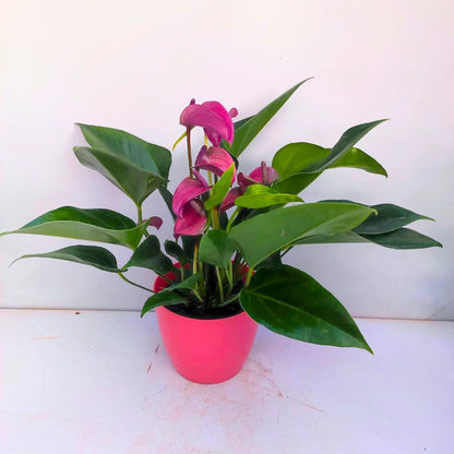 Anthurium Miniature Varieties