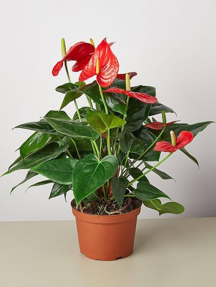 Anthurium Combo of 5- Any 5 different colors