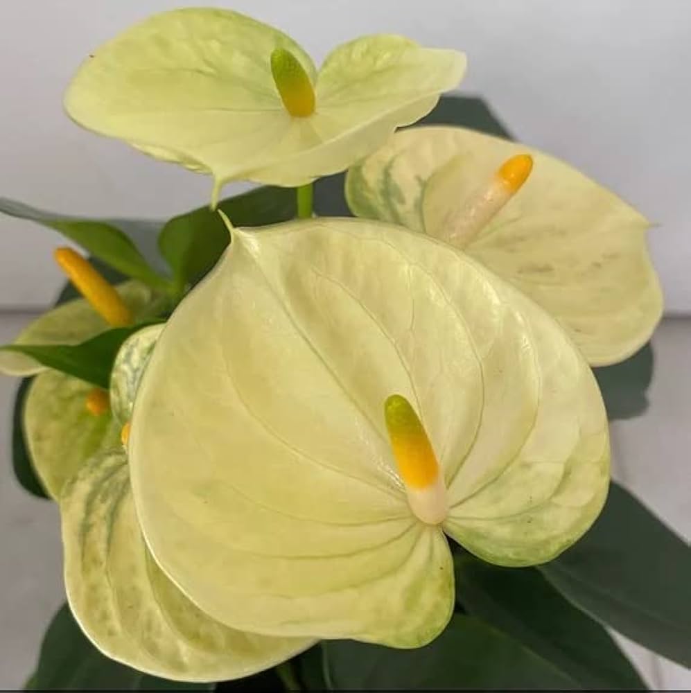 Anthurium Combo of 5- Any 5 different colors
