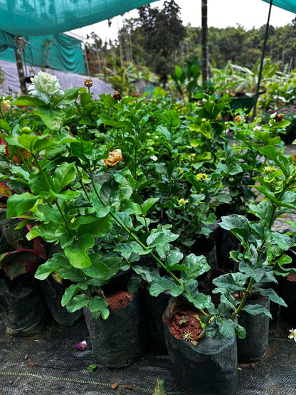 Arabian Jasmine 7 Layer- Kattamulla- 7 Petal Jasmine - Wayanadan Touch Garden