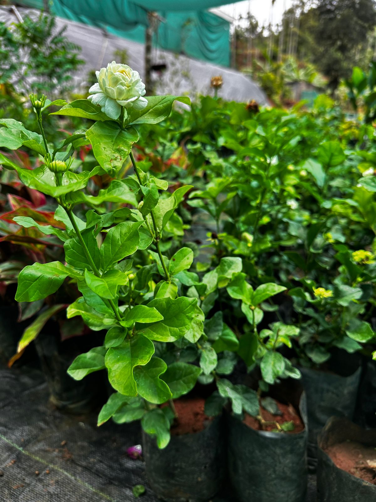 Arabian Jasmine 7 Layer- Kattamulla- 7 Petal Jasmine - Wayanadan Touch Garden