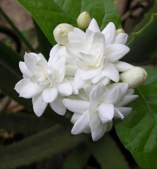 Arabian Jasmine 5 Layer (Kattamulla) Multi petal Jasmine-all seasonal flowering plant