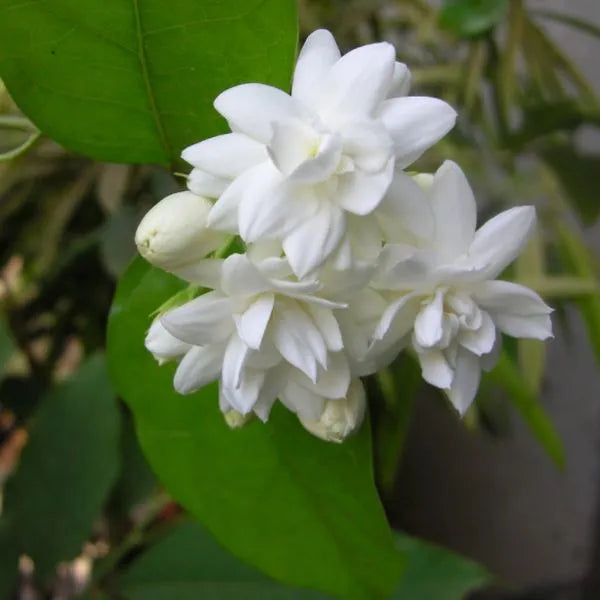 Arabian Jasmine(Kattamulla) Multi petal Jasmine-all seasonal flowering plant
