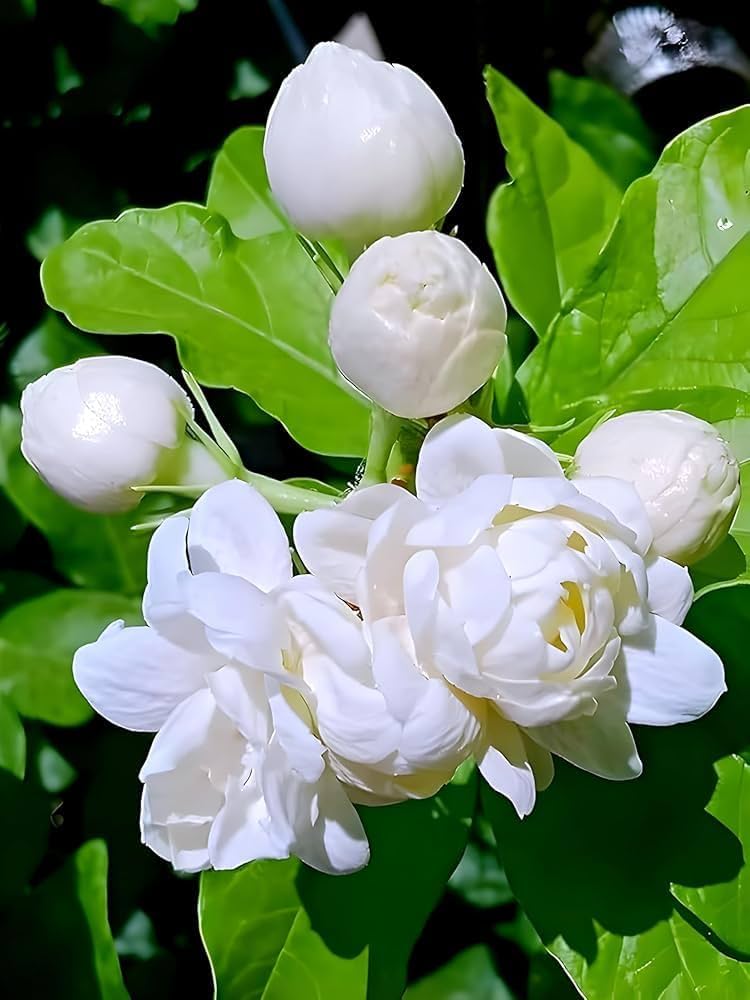 Arabian Jasmine 7 Layer- Kattamulla- 7 Petal Jasmine - Wayanadan Touch Garden