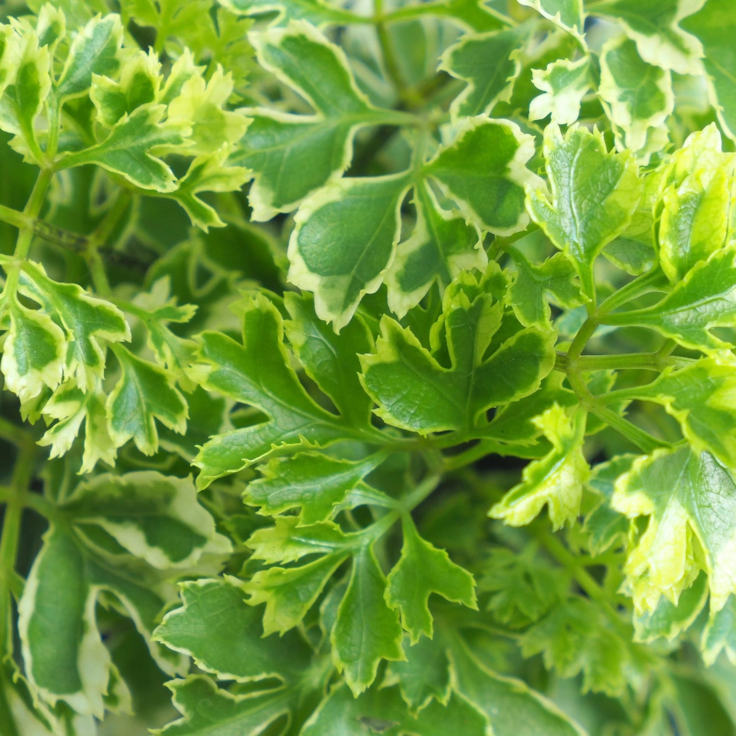 Aralia Mini Foliage Plant